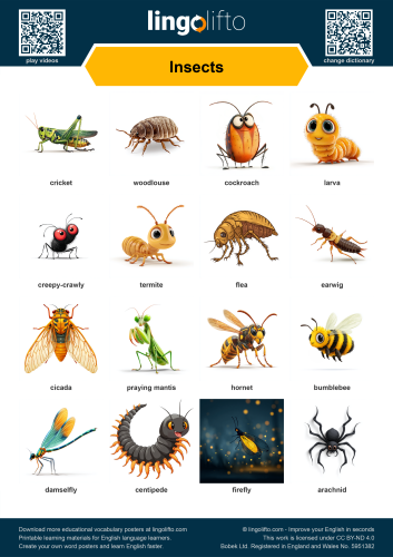 Insects Poster